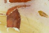 4.7" Fossil Seed Fern (Glossopteris) Plate - Australia - #129616-3